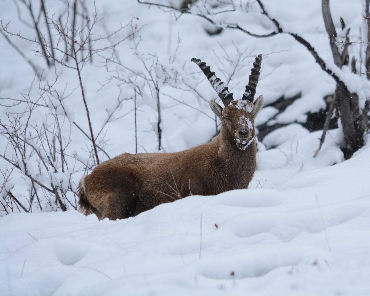 Stambecco Rochemolles