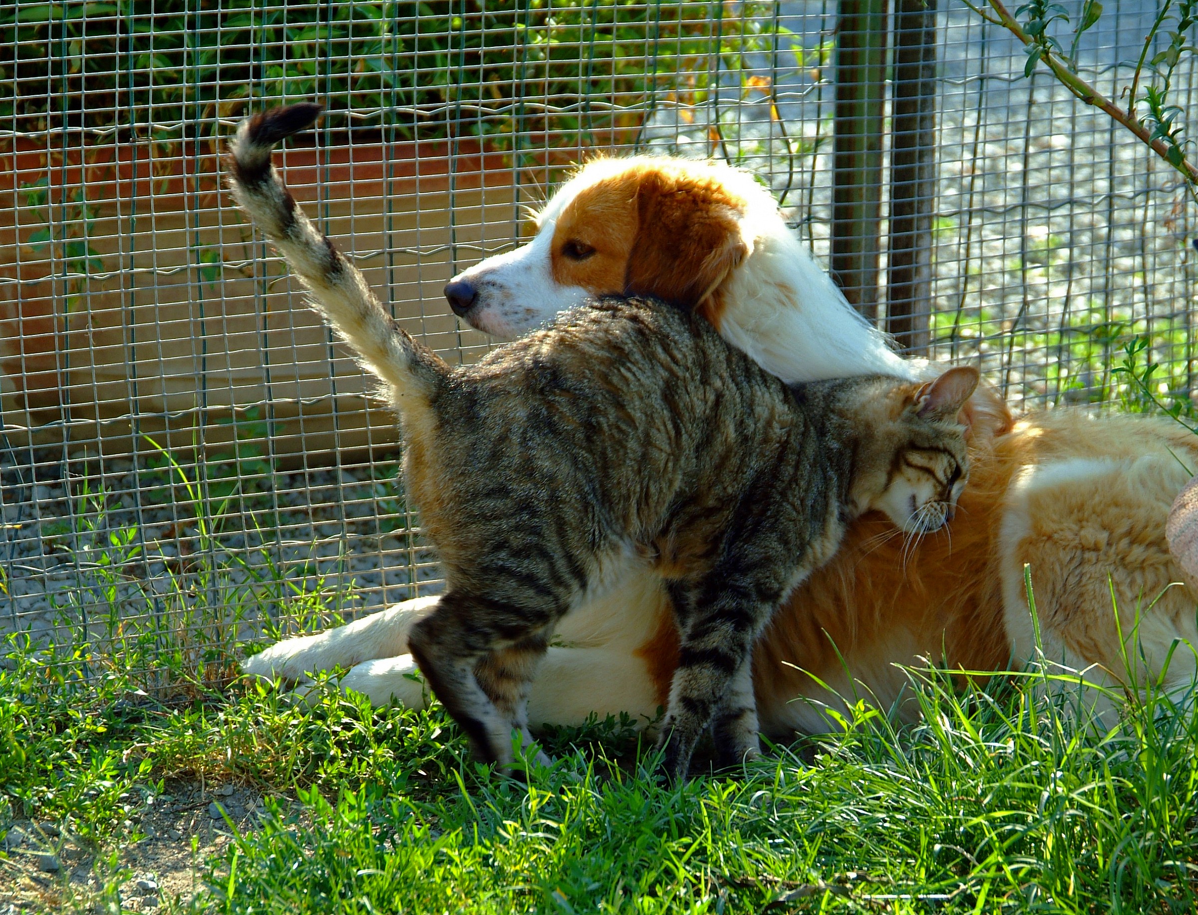 all equal to the kennel