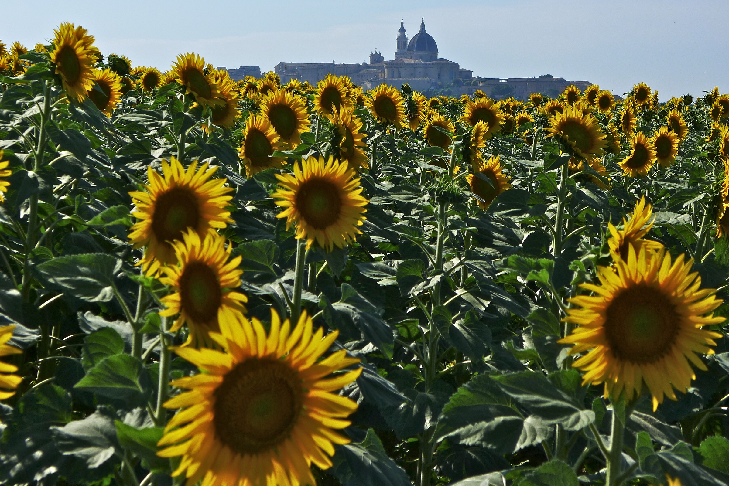Girasoli_ and ...