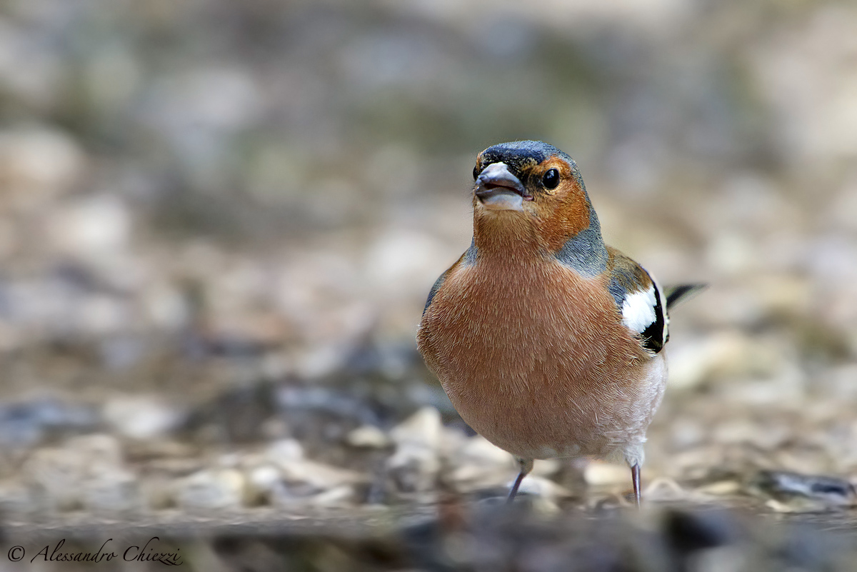 The trickle of finch