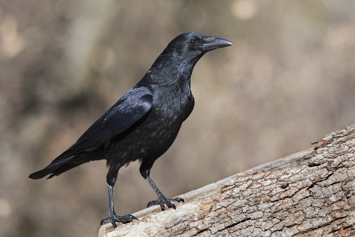 Carrion Crow