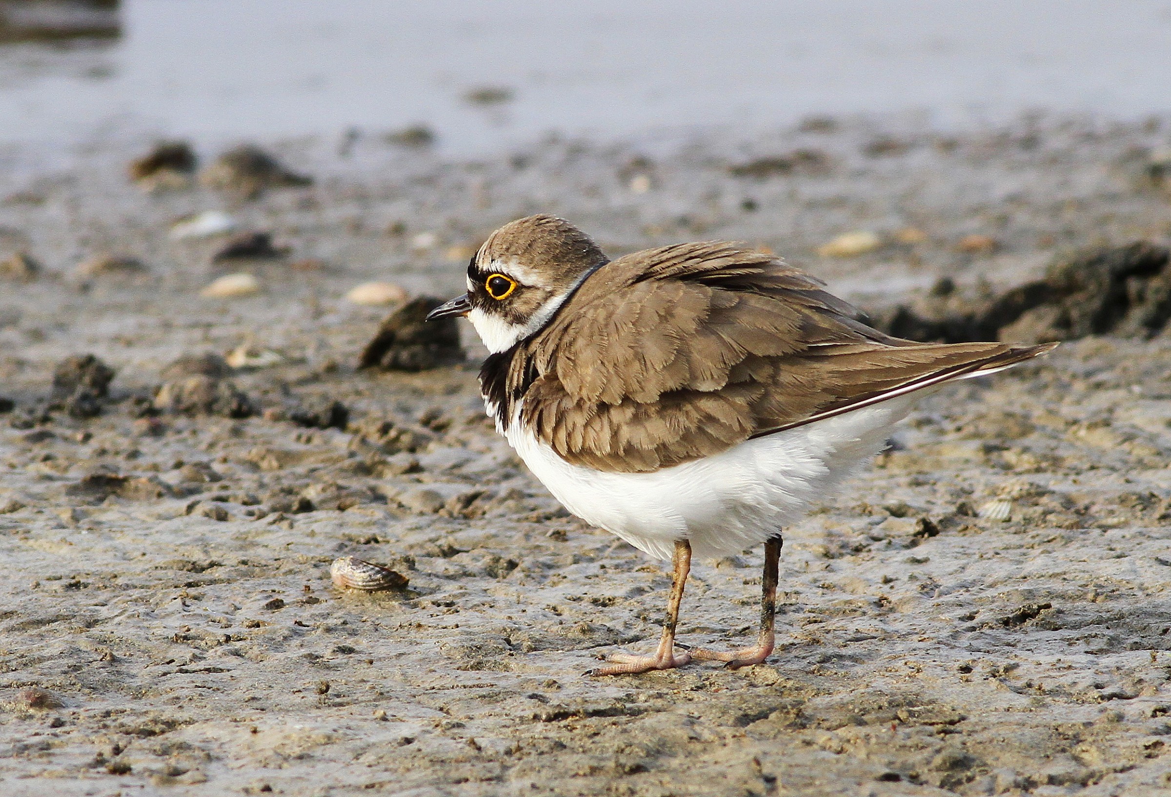 Little Ringed Plover