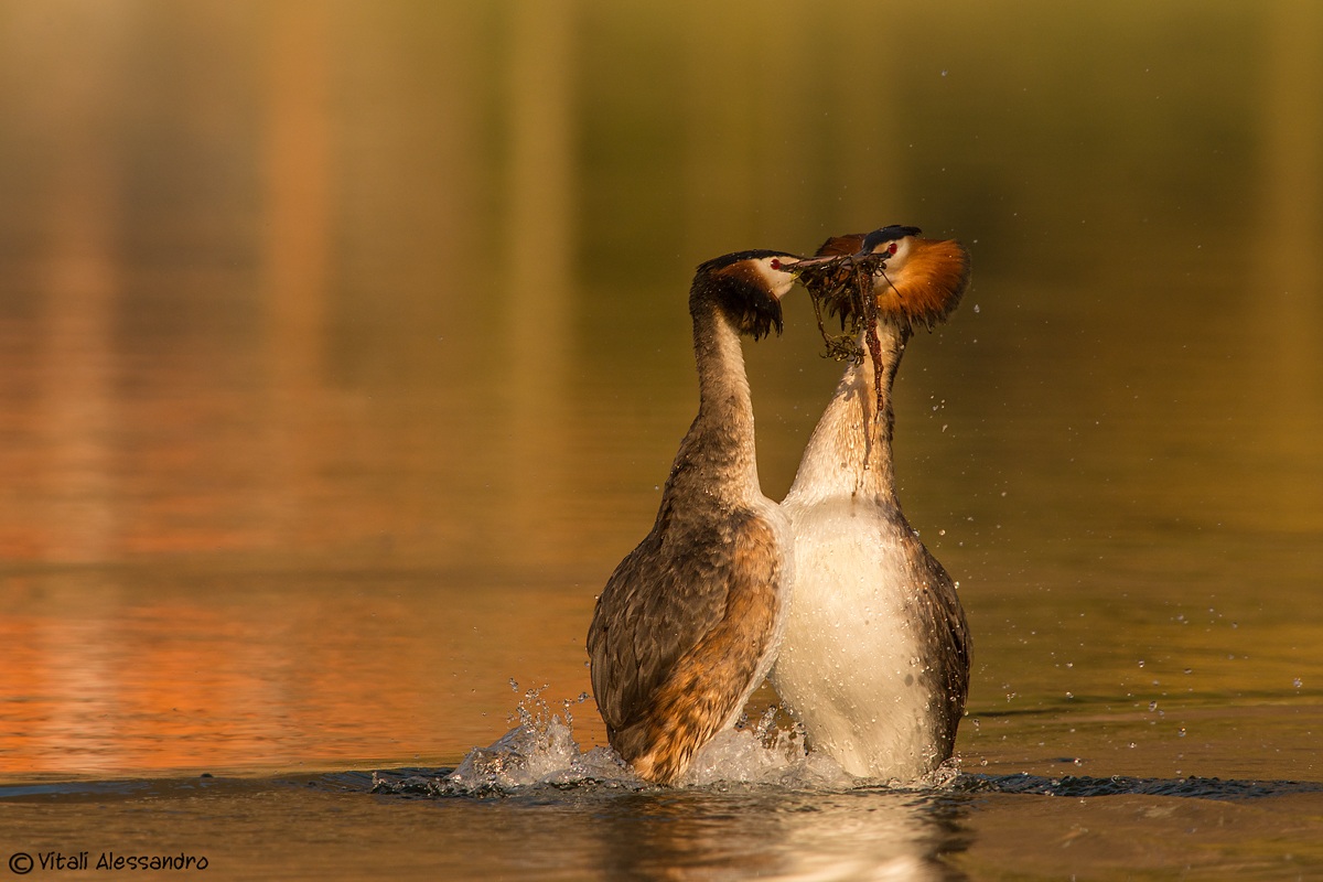 crested grebes in love