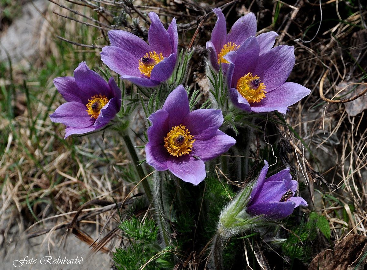 Anemone di primavera......
