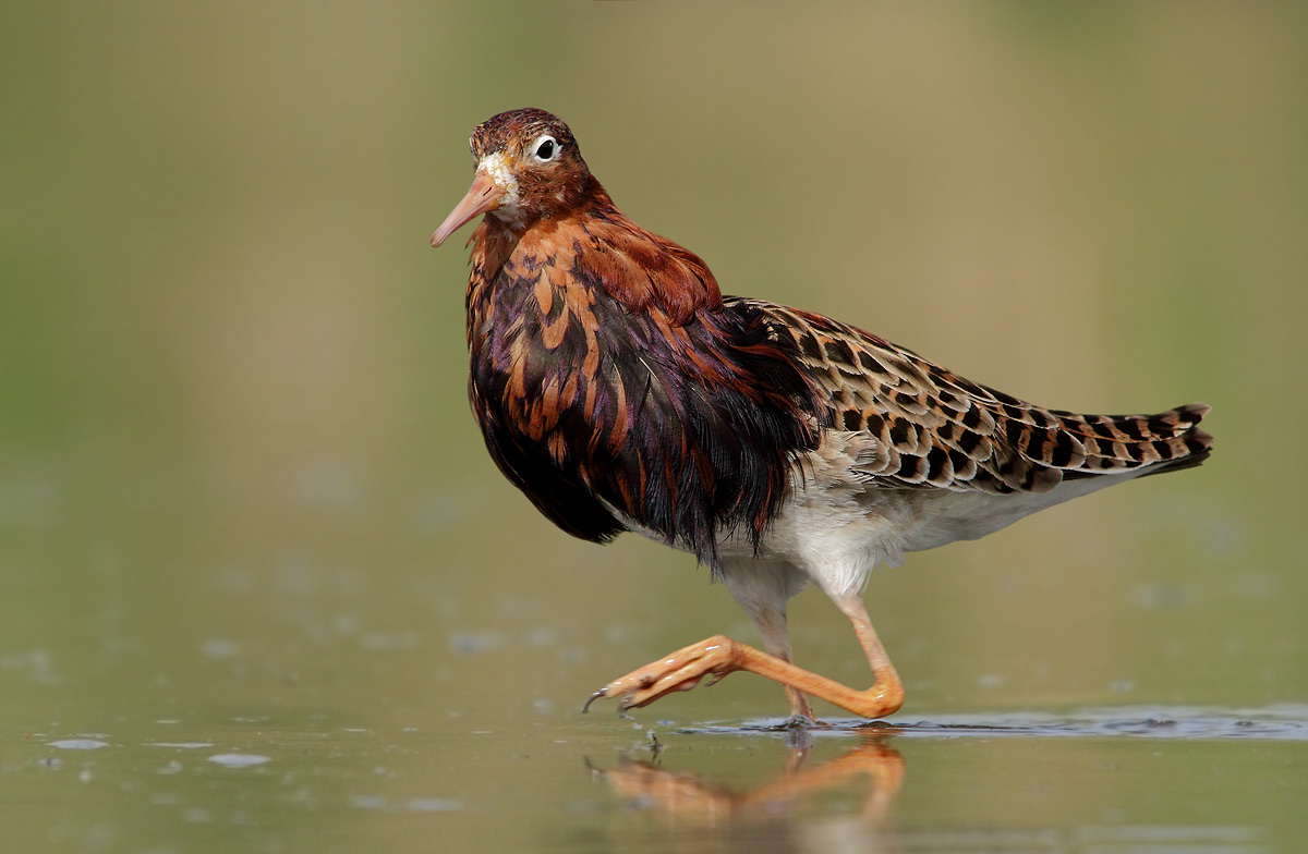 combattente in abito riproduttivo