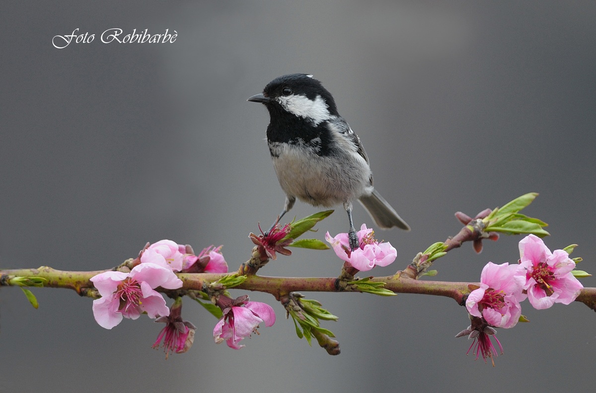 Cincia Mora... sul pesco....