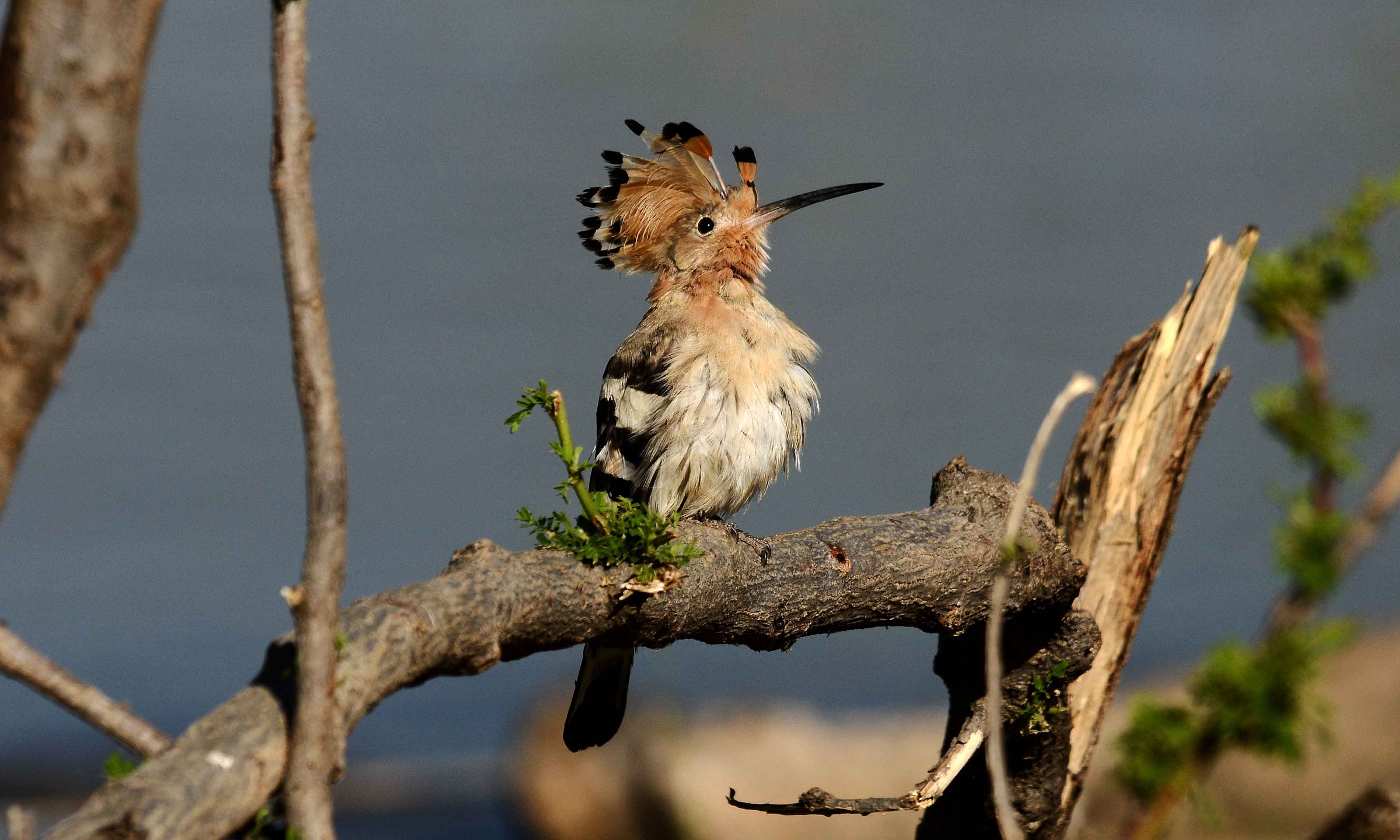 Hoopoe