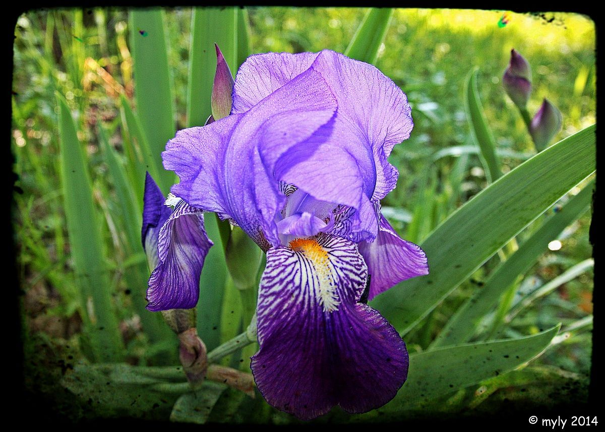 Iris