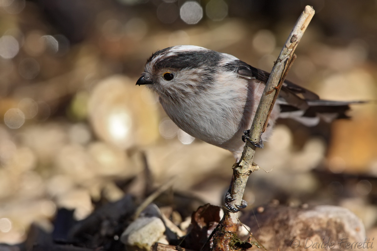 Long-tailed Tit in the foreground
