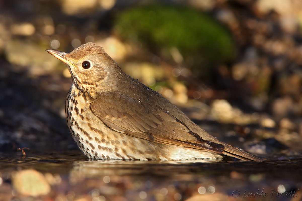 Tordo bottaccio al bagno (Song Thrush)