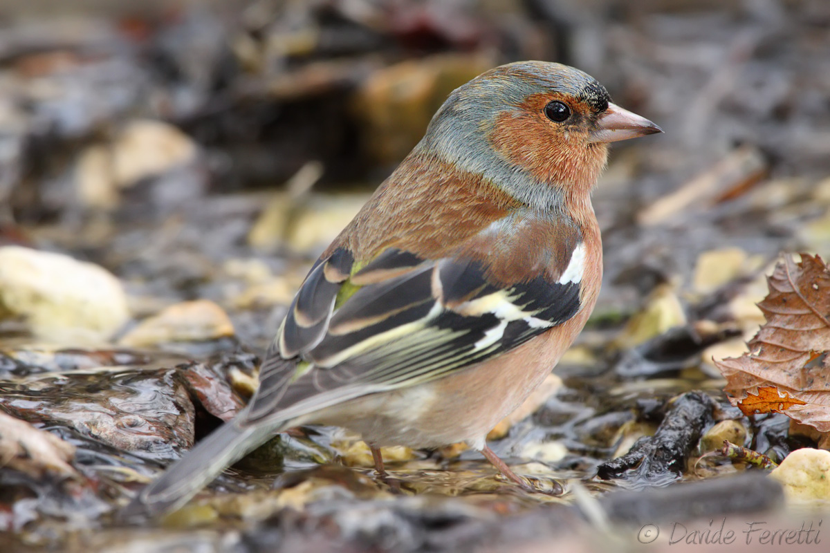 Fringuello autunnale (Common Chaffinch)