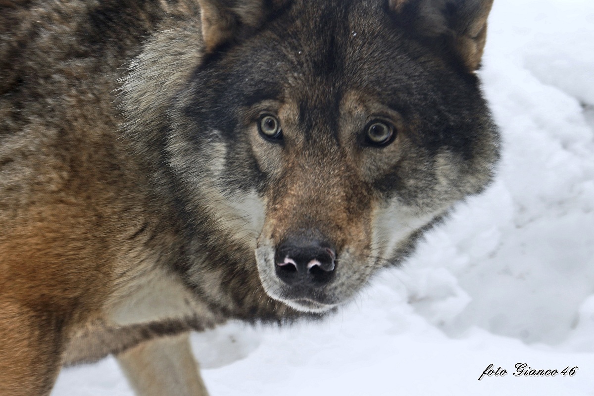 lupo, primo piano
