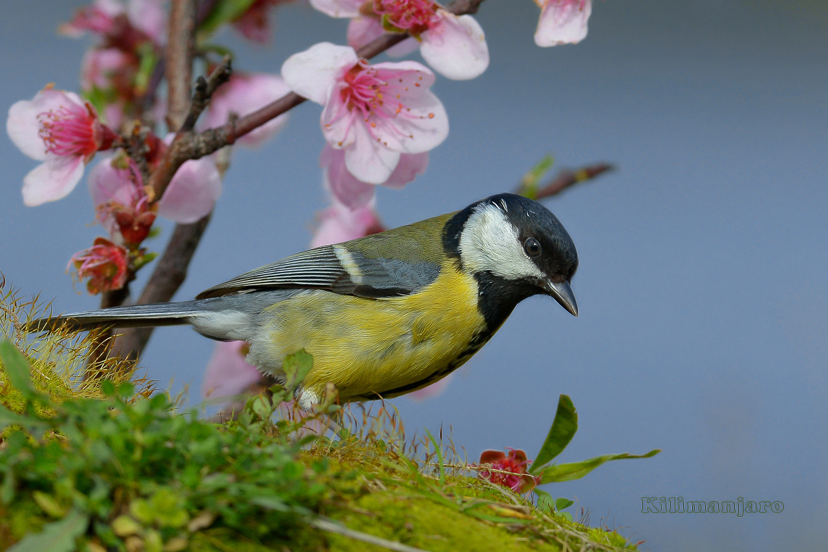Great Tit in springtime
