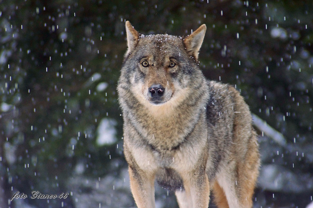 lupo sotto leggera navicata