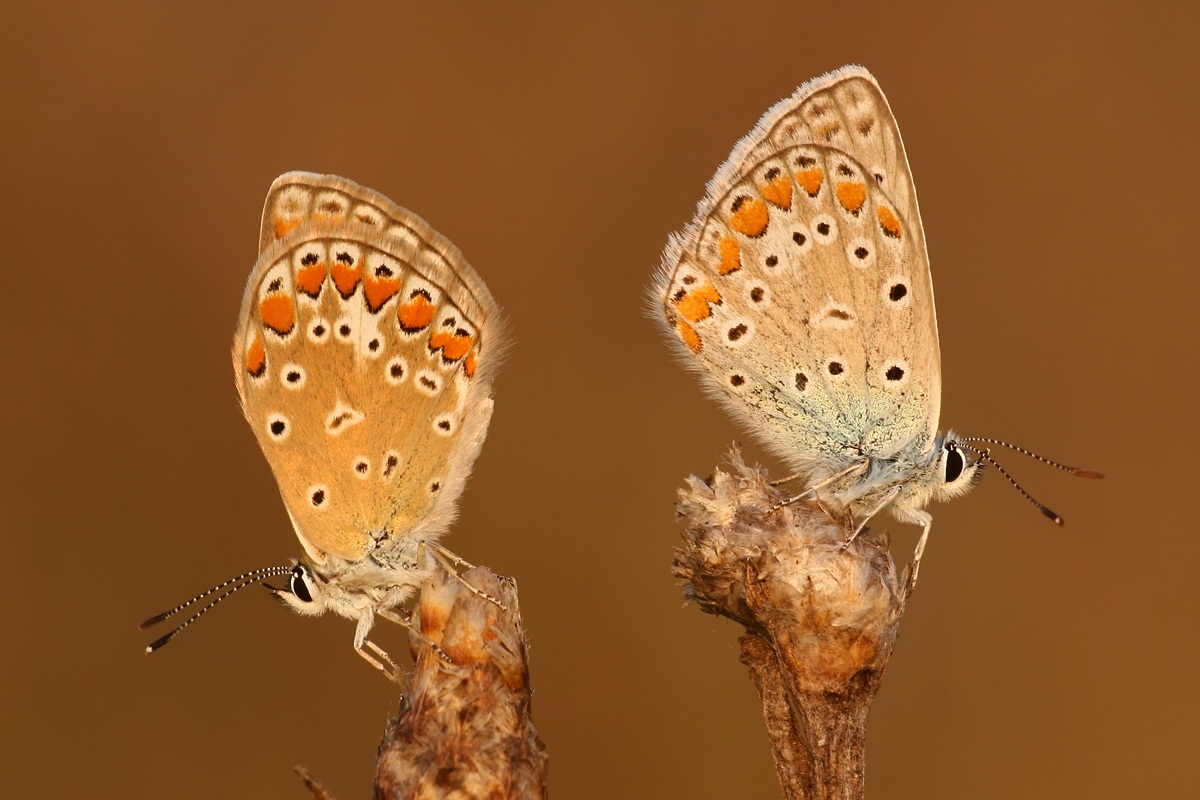 Polyommatus icarus pair