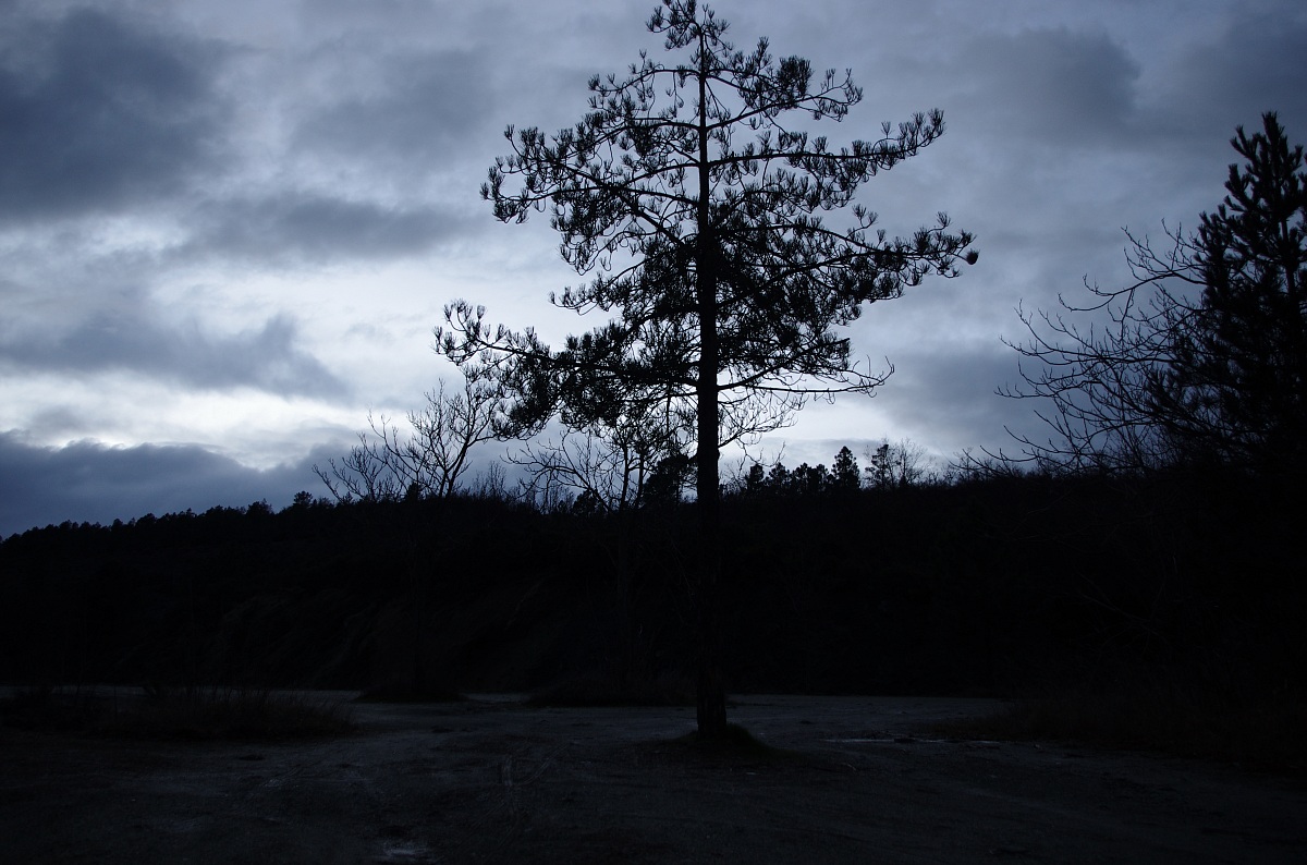 dark tree