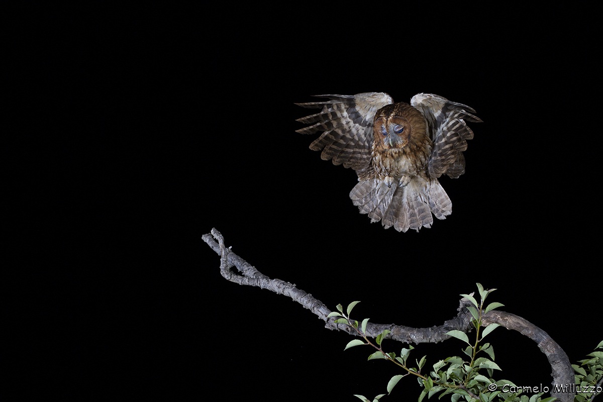 Tawny Owl (Strix aluco)