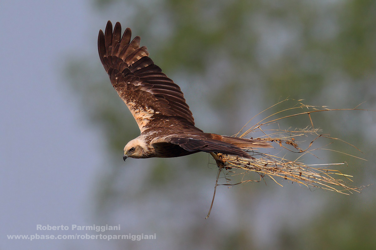 Falco di palude parte III