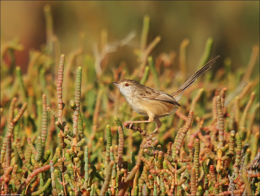 Graceful Pirinia ...