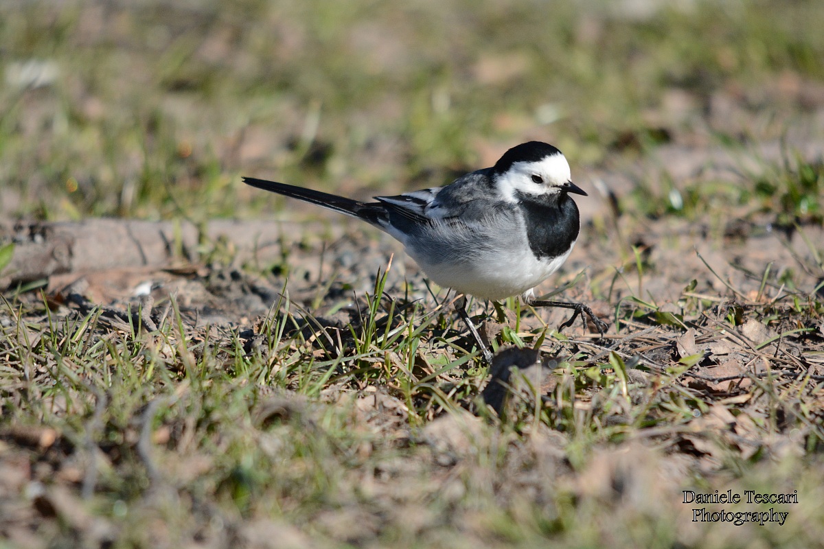 White Wagtail