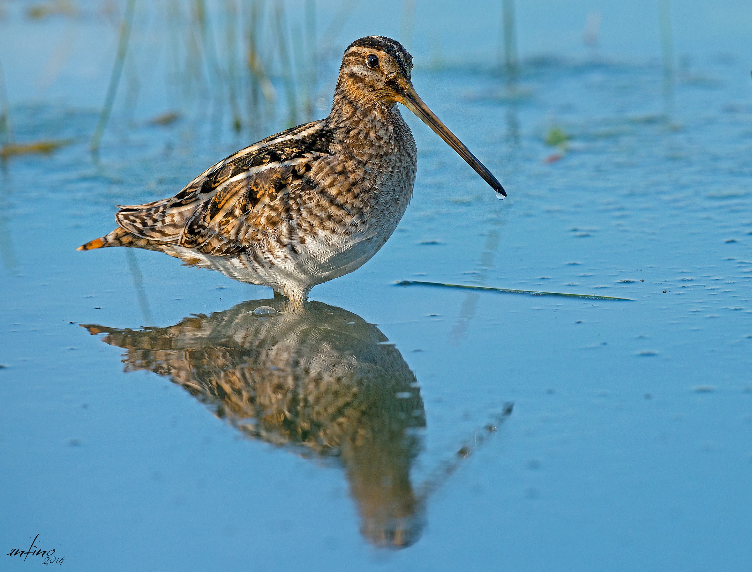 Snipe