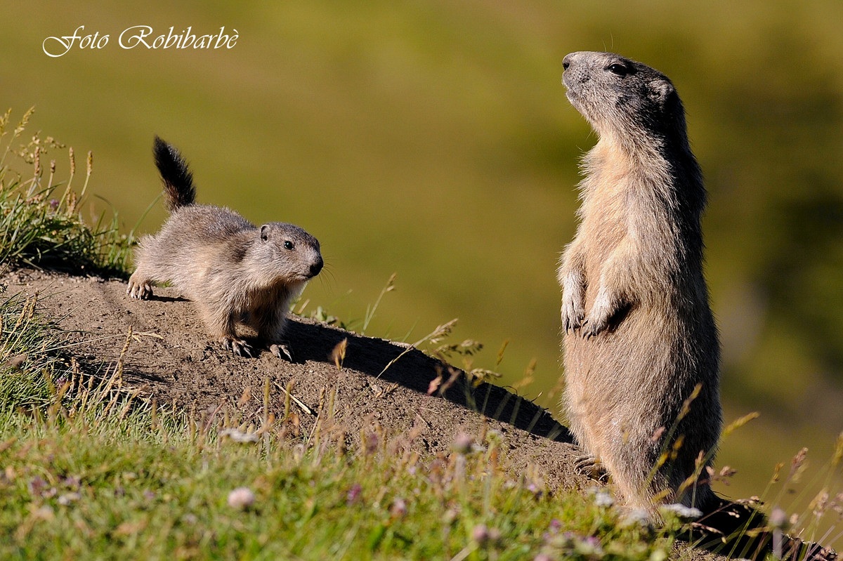 Arrivo ...mamma......