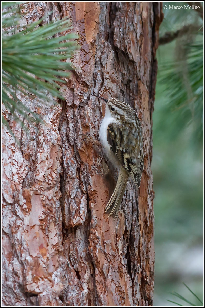 Certhia familiaris - Rampichino alpestre