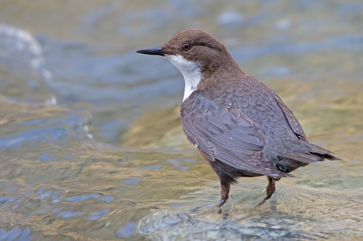 Dipper (Cinclus cinclus)