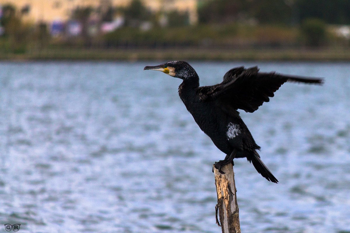 Cormorano in atterraggio