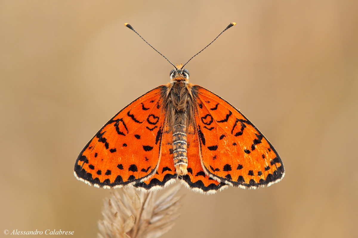 Melitaea didyma