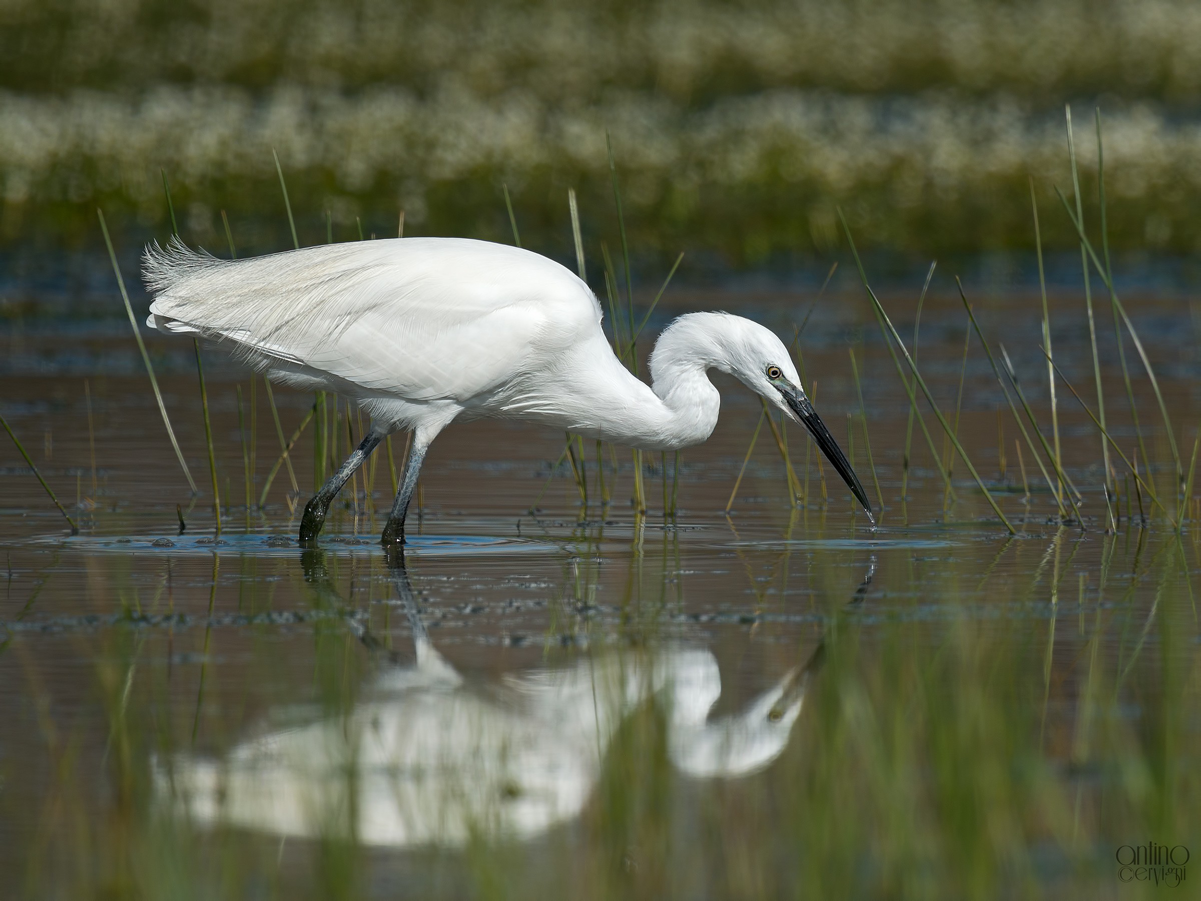 Egret