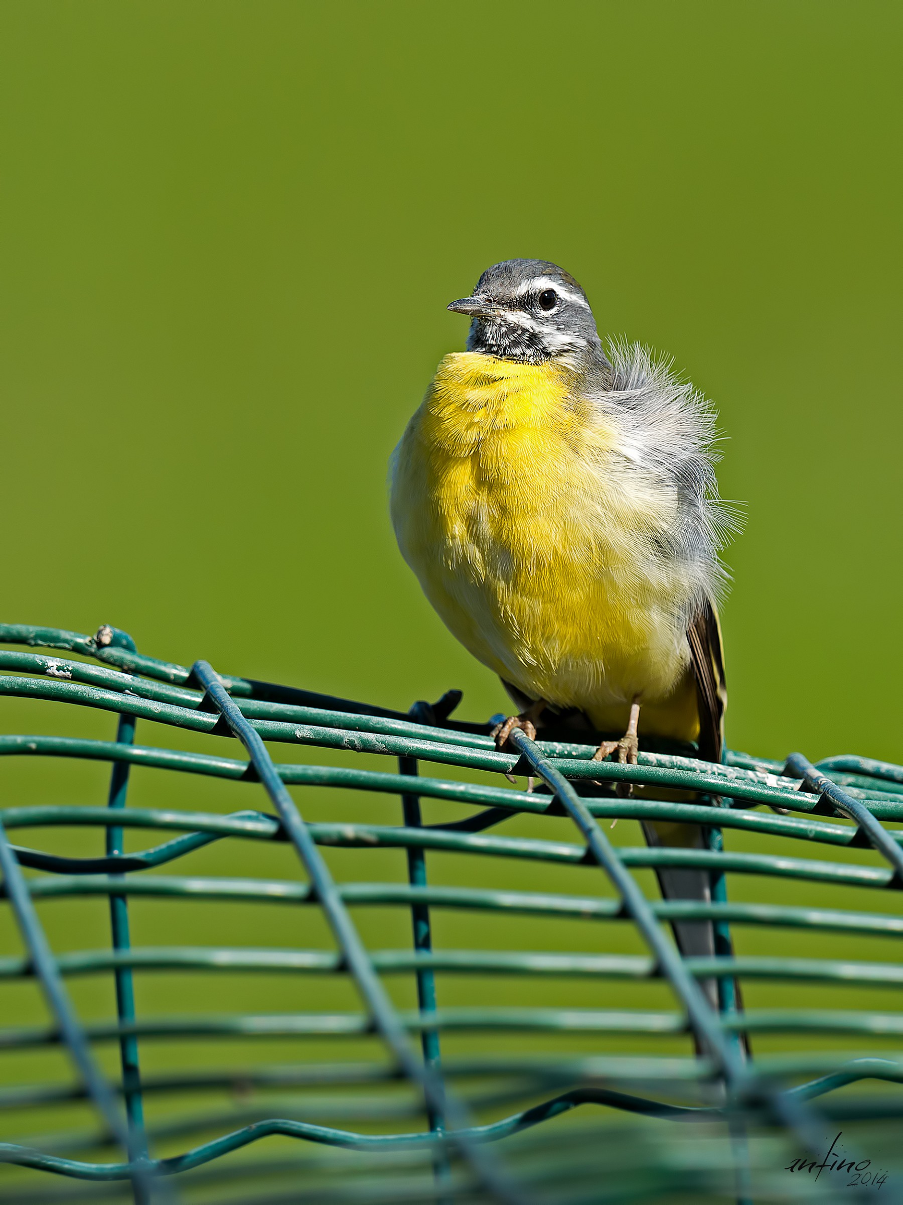 Wagtail