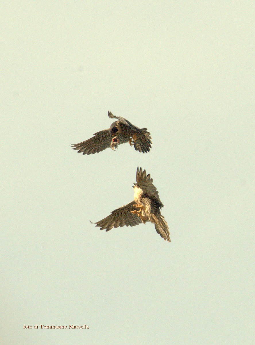 Scambio di preda tra Pellegrini