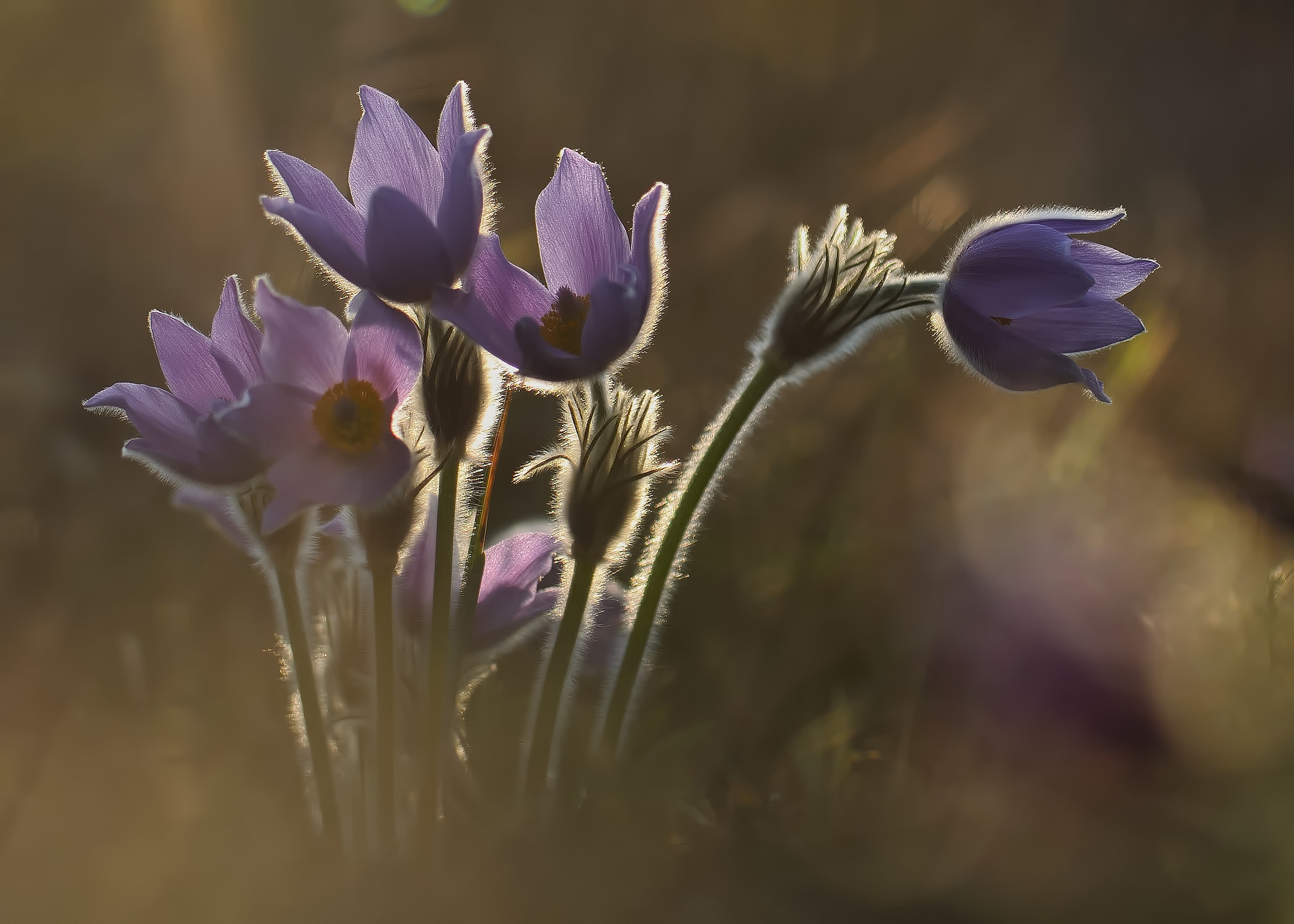 Pulsatilla grandis