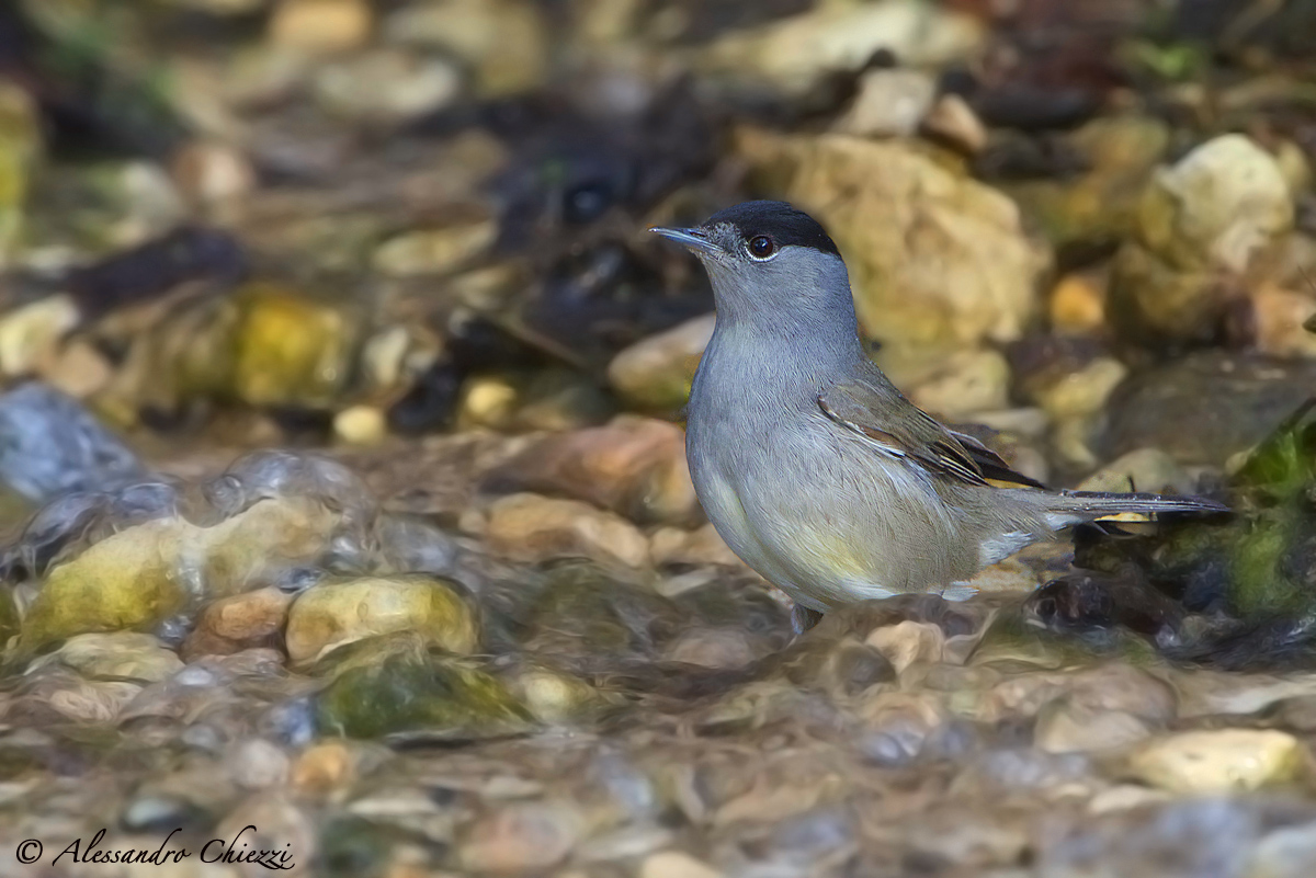 Blackcap