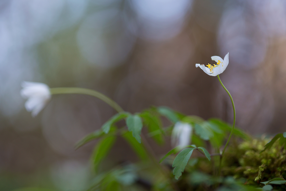 Anemone nemorosa