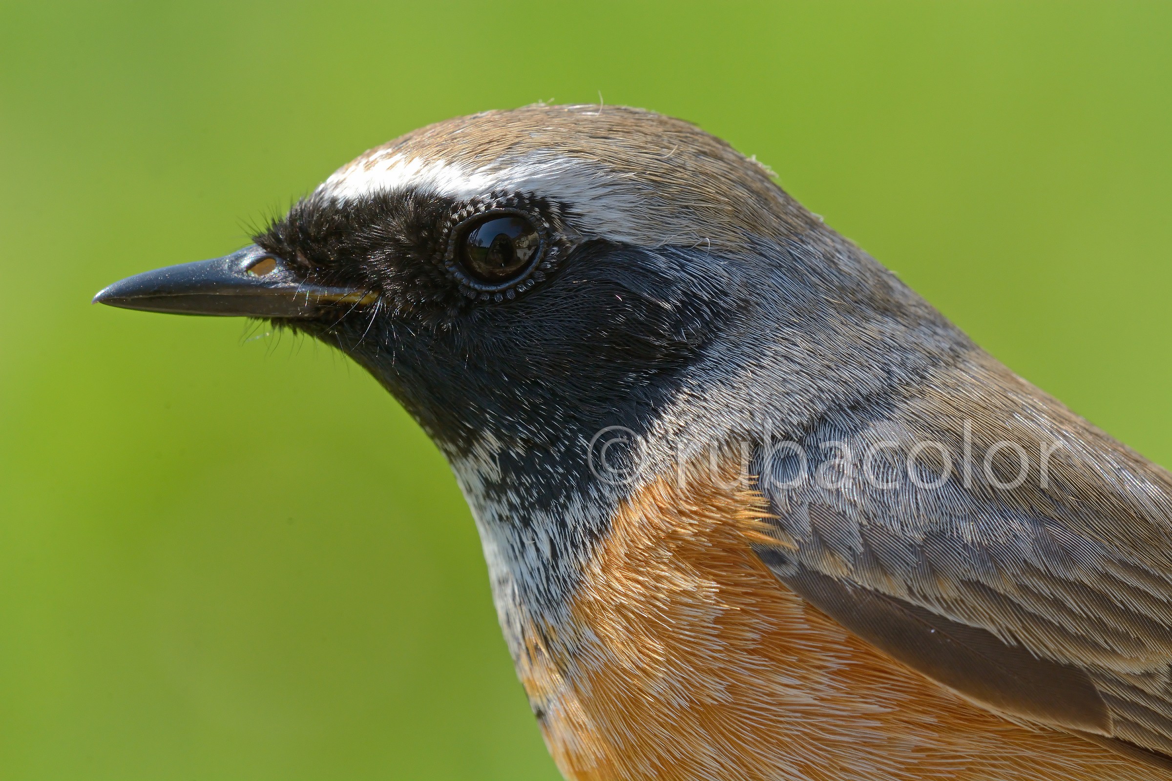 Una macro al codirosso maschio