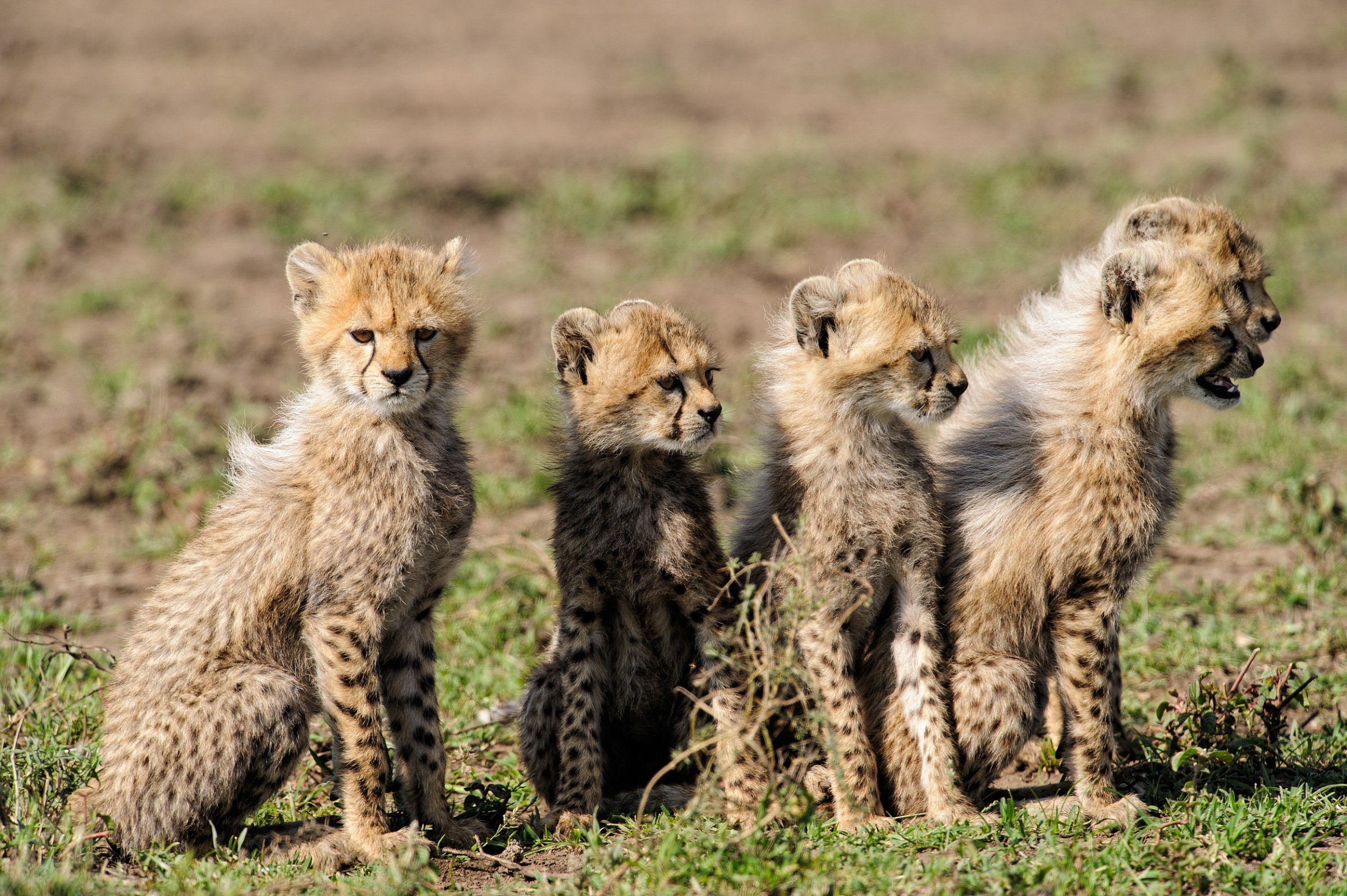 Ci ha lasciati di nuovo soli!