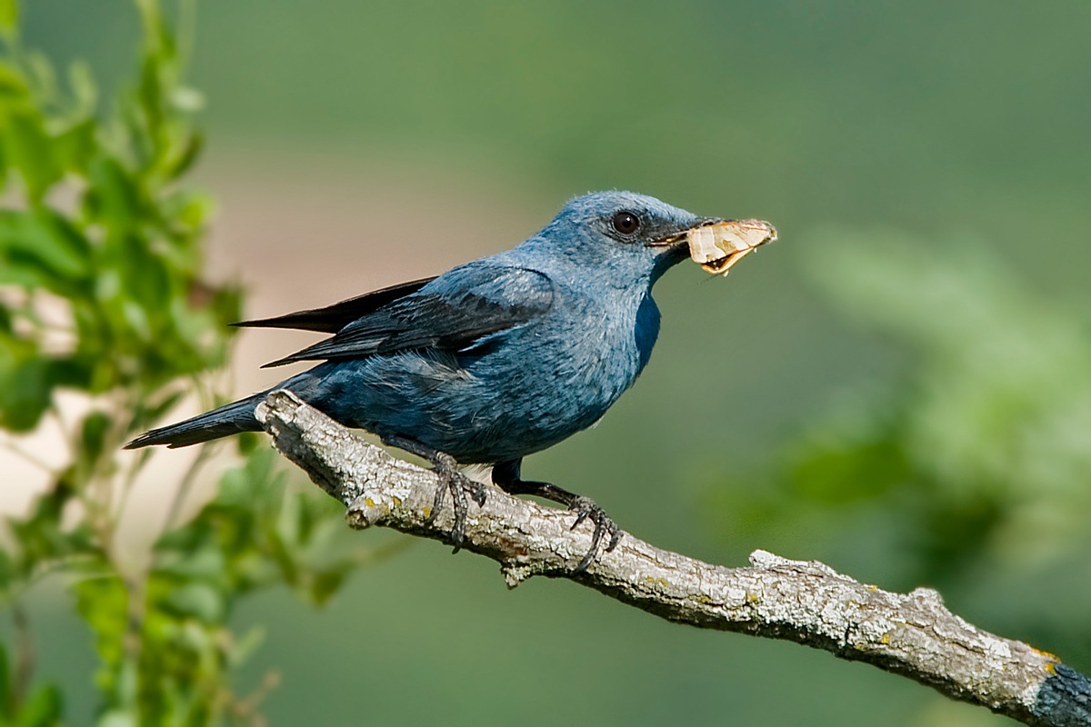 Blue Rock Thrush