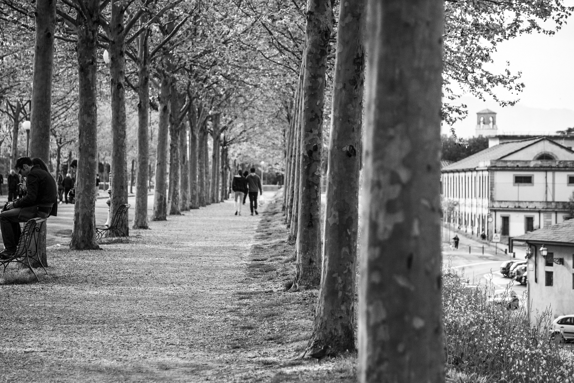 Above the walls of Lucca