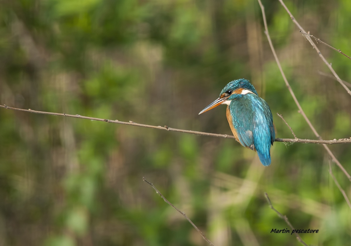 Martin pescatore