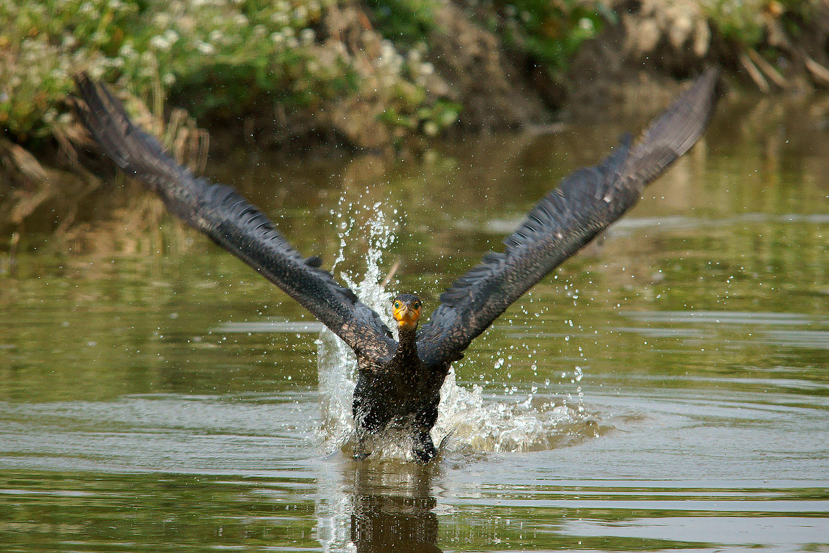 Cormorano in decollo