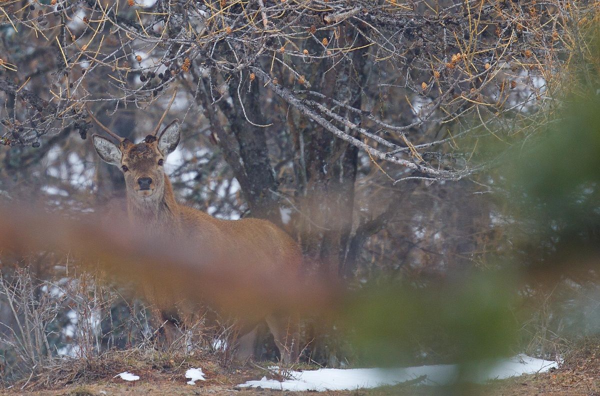 young deer late winter
