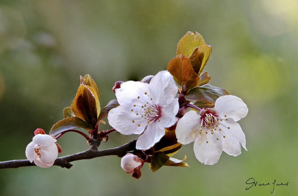 Fiore di Prunus Pissardi