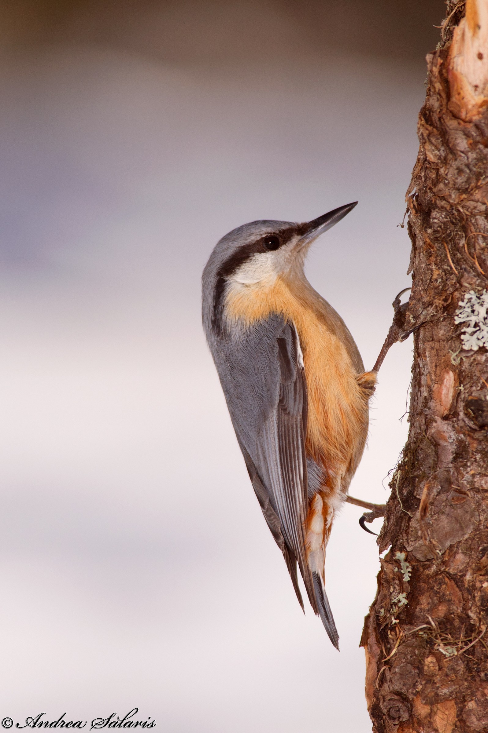 Picchio Muratore (Sitta Europaea)