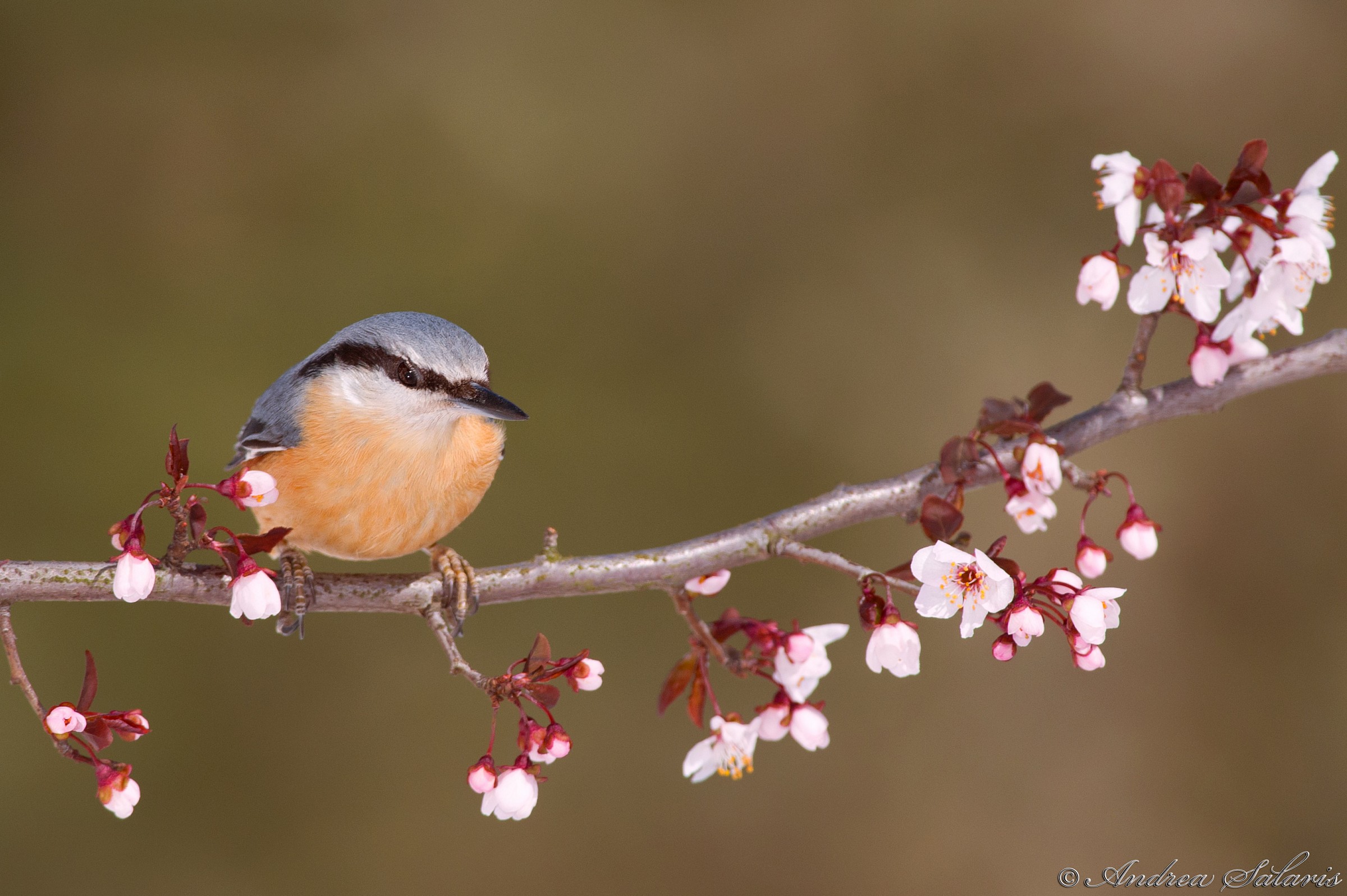 Picchio Muratore (Sitta Europaea)