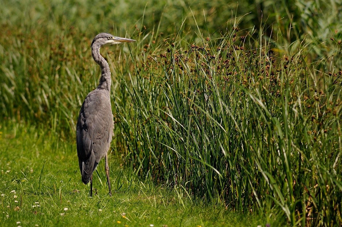 Grey Heron