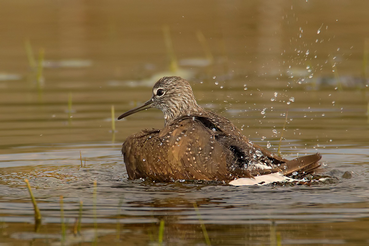 The bath's Wheatear (Sandpiper)