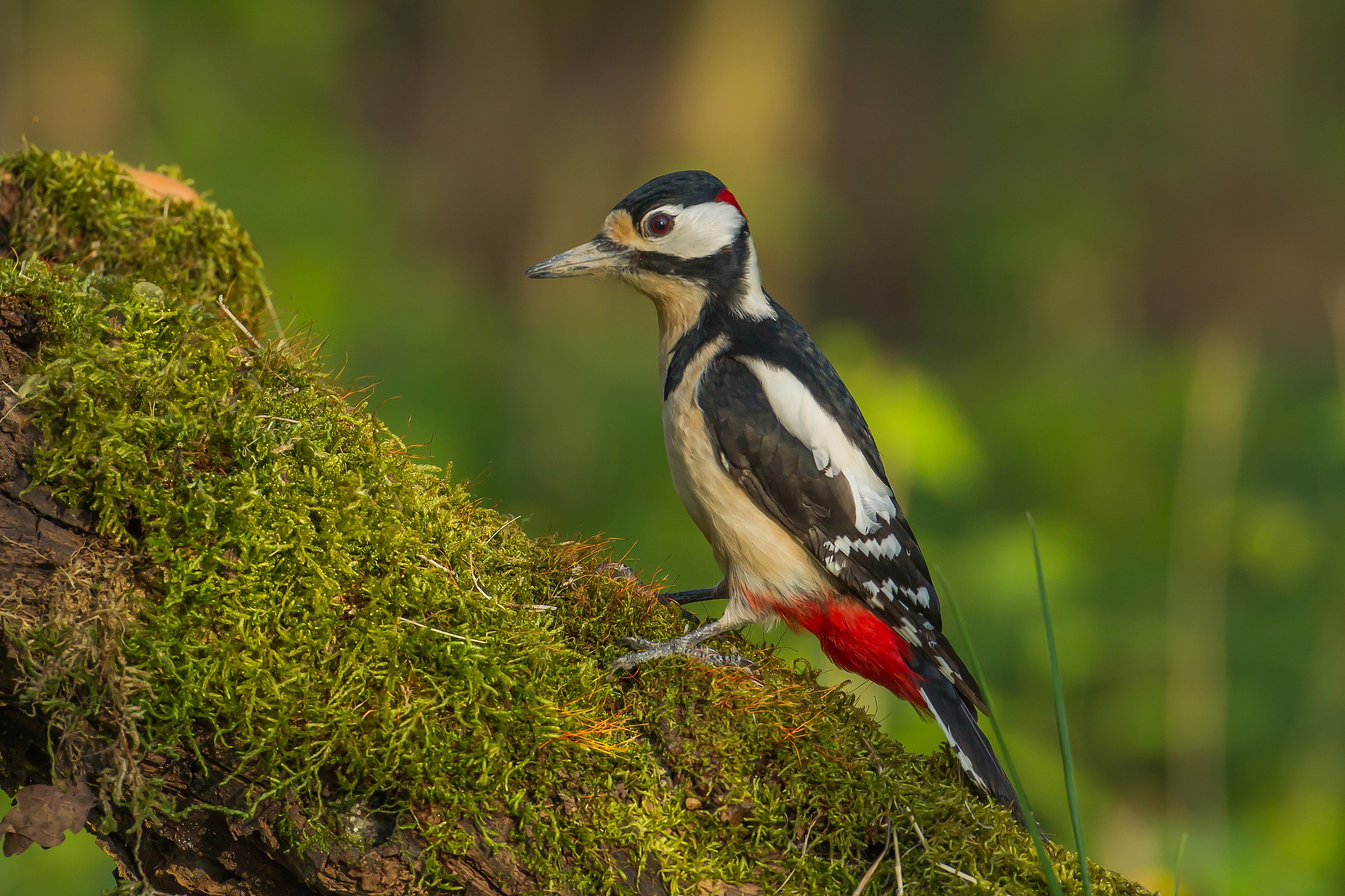 picchio rosso maggiore