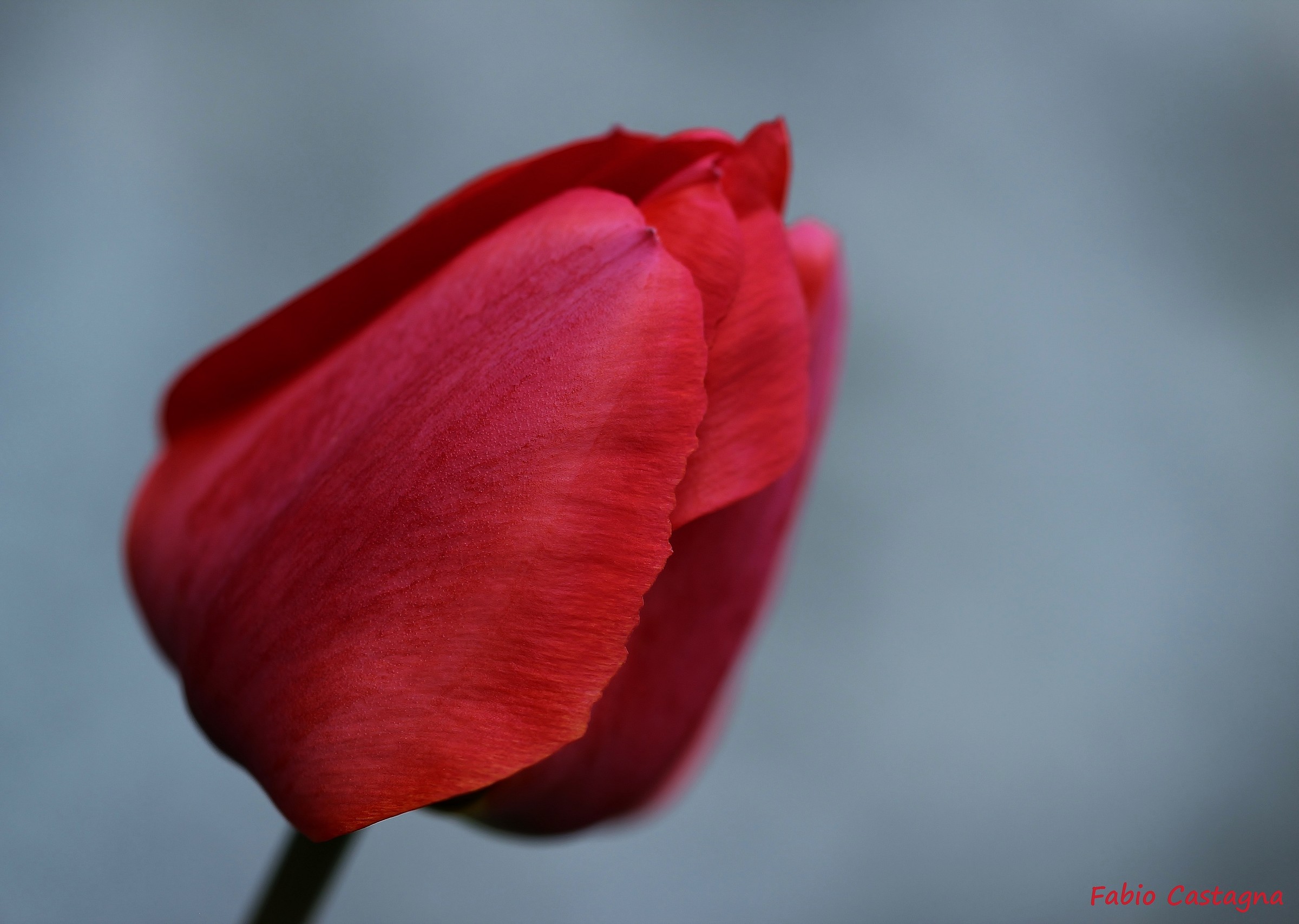 Rosso tulipano